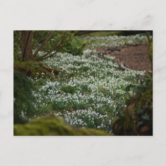 Snowdrops  postcard