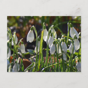 Snowdrops postcard