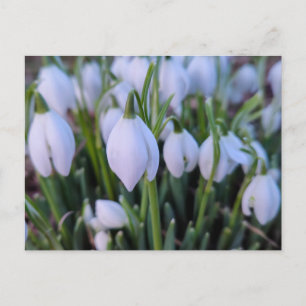 Snowdrops postcard