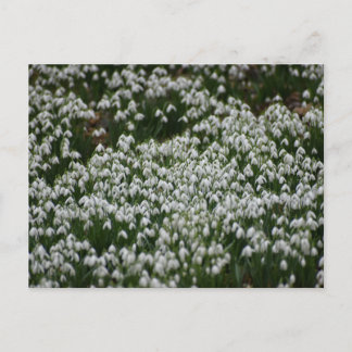 Snowdrops  postcard