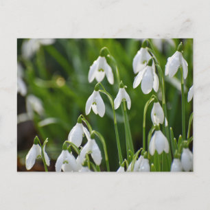 Snowdrops postcard
