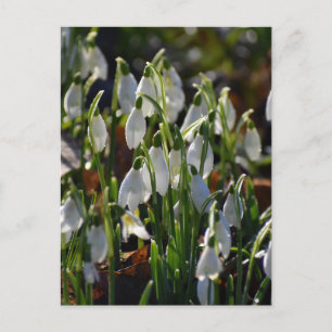 Snowdrops  postcard