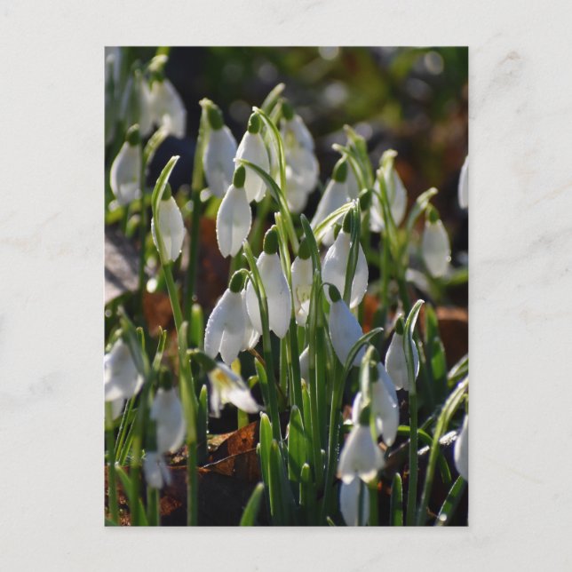 Snowdrops  postcard (Front)