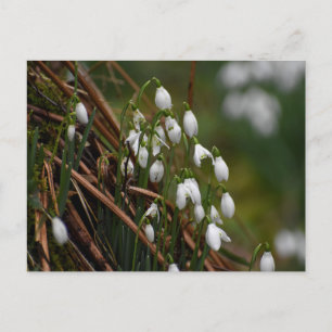 Snowdrops postcard