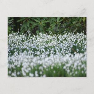Snowdrops postcard