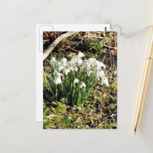 SNOWDROPS POSTCARD