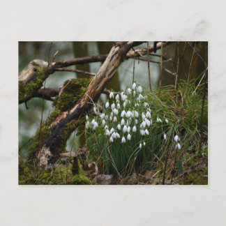 Snowdrops  postcard