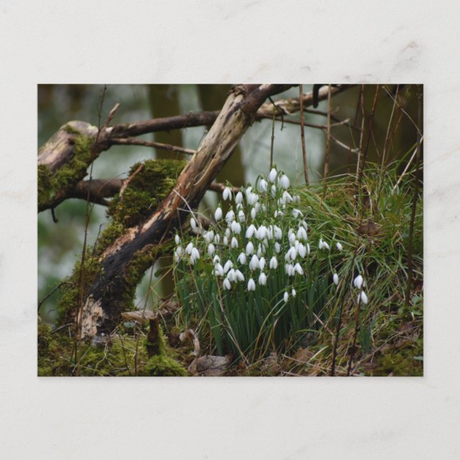 Snowdrops  postcard (Front)