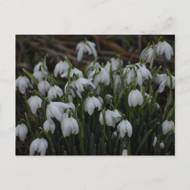 Snowdrops  postcard (Front)