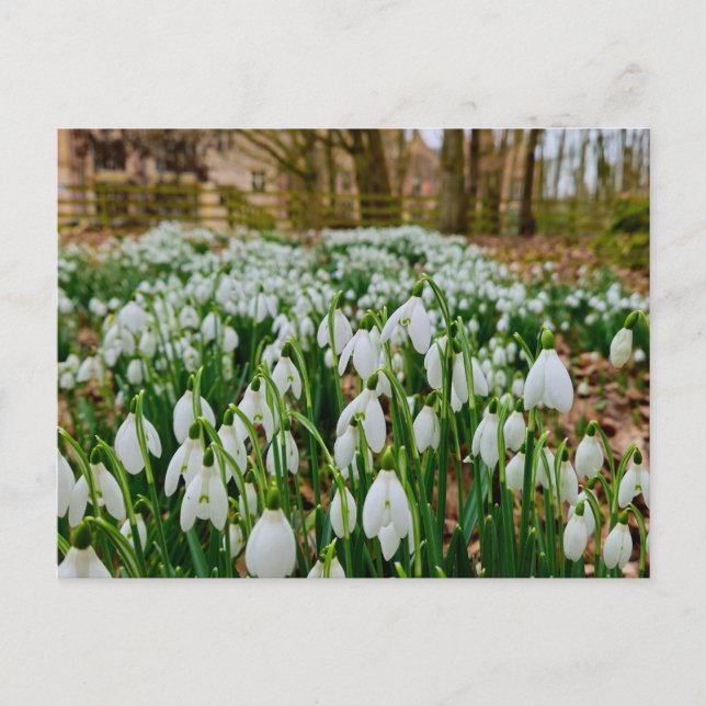 Snowdrops  postcard (Front)