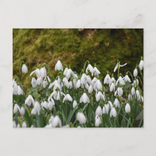 Snowdrops  postcard
