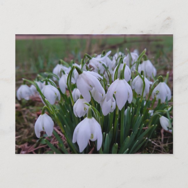 Snowdrops  postcard (Front)