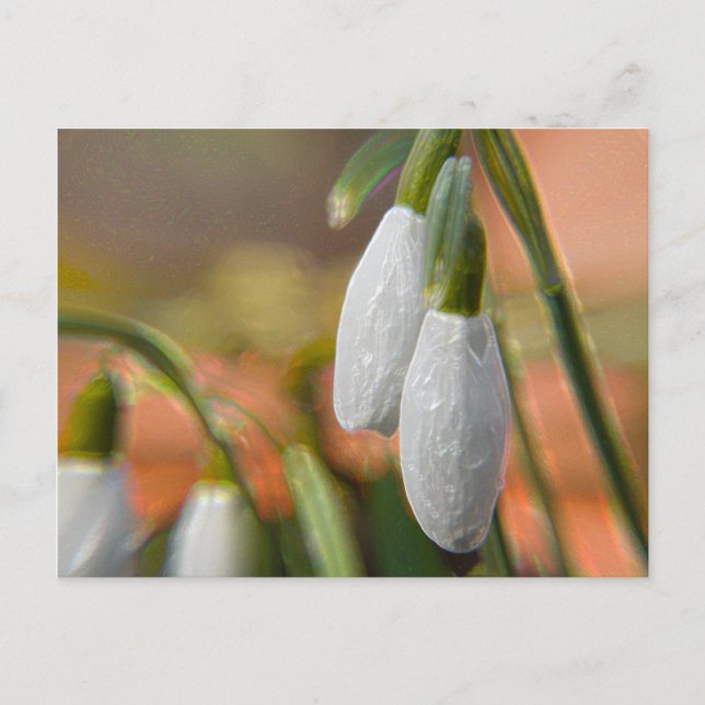 Snowdrops Postcard (Front)