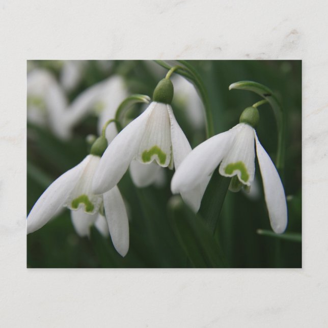 Snowdrops Postcard (Front)