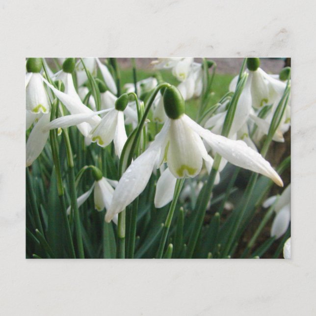 Snowdrops Postcard (Front)