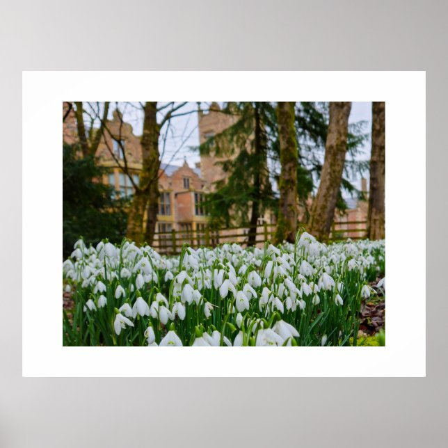 Snowdrops  poster (Front)