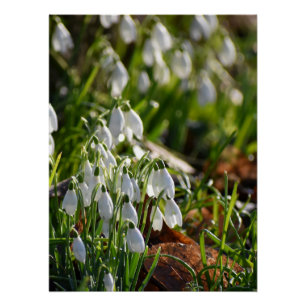 Snowdrops  poster