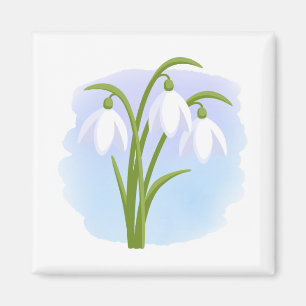 Snowdrops - Spring Flowers on Watercolor Blue Magnet