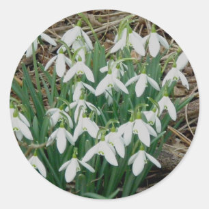 Snowdrops Stickers