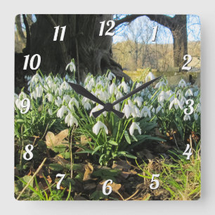 Snowdrops Under an Old Tree - Square Wall Clock