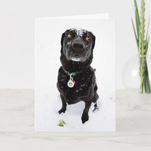 Snowed! Holiday Card