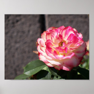 Snowfire rose poster