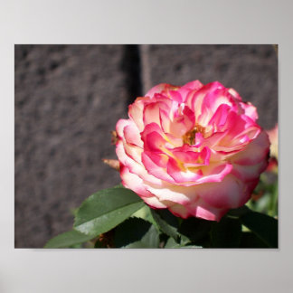 Snowfire rose poster