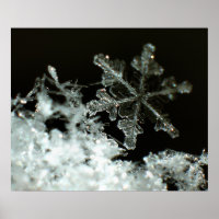 Snowflake 2009 Blizzard