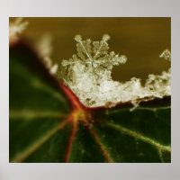 Snowflake 2009 Blizzard