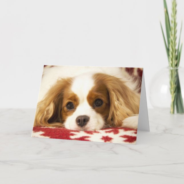 Snowflake Cavalier King Charles Spaniel Card (Front)