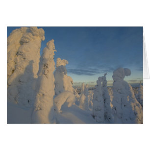 Snowghosts at sunset at Whitefish Mountain 2