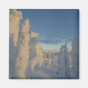 Snowghosts at sunset at Whitefish Mountain 2 Magnet