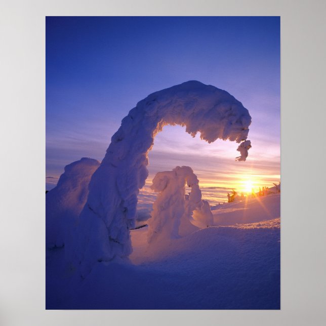Snowghosts in the Whitefish Range of Montana Poster (Front)