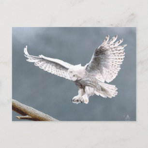 Snowings Postcard