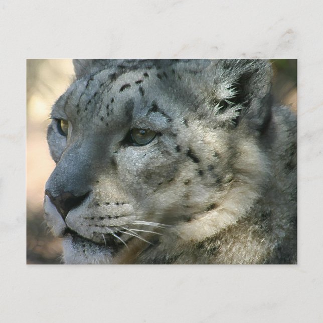 snowleopard postcard (Front)