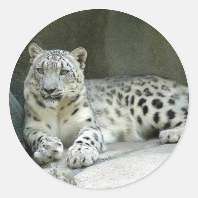 SnowLeopardM003 Classic Round Sticker (Front)