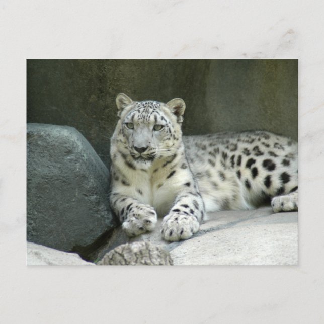 SnowLeopardM003 Postcard (Front)
