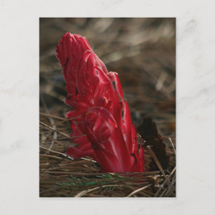 Snowplant Postcard