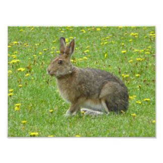 Snowshoe hare adores dandelions photo print