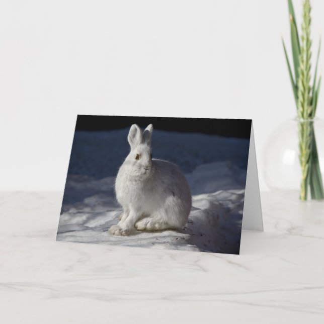 Snowshoe Hare in Snow Denali National Park, Alaska Holiday Card (Front)