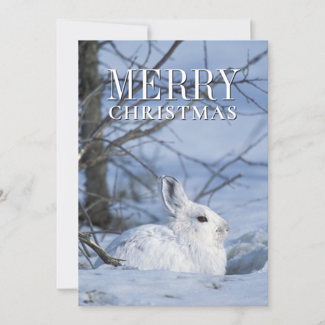 Snowshoe Hare Resting in Snow Holiday Card (Front)