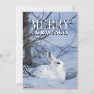 Snowshoe Hare Resting in Snow Holiday Card