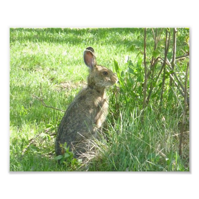 Snowshoe hare sitting upright photo print (Front)