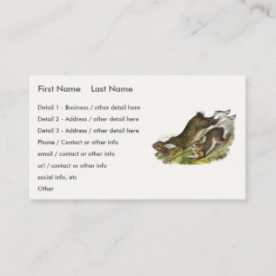 Snowshoe Hare, summer (Northern Hare) by Audubon Business Card