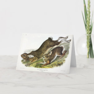 Snowshoe Hare, summer (Northern Hare) by Audubon Card