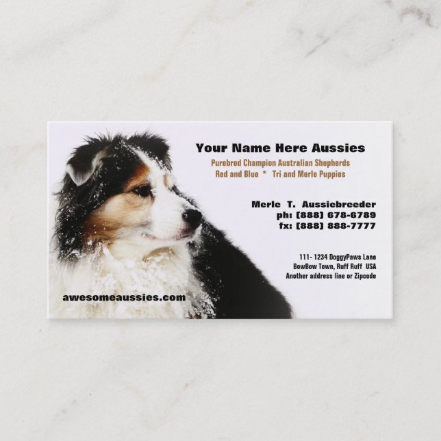Snowy Australian Shepherd Breeder Business Cards (Front)