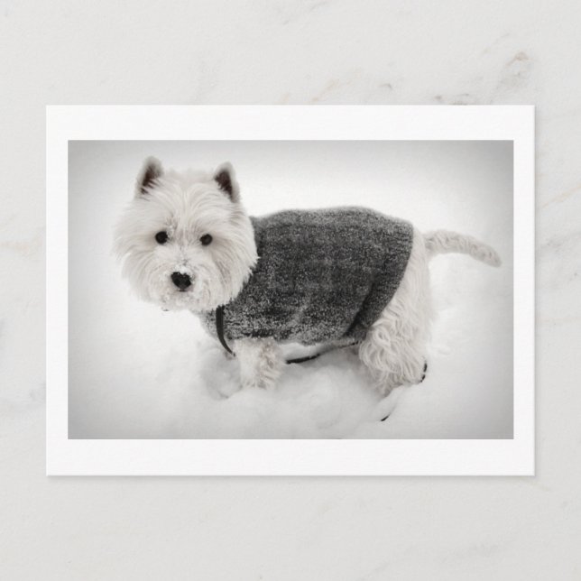 snowy barko in sweater postcard (Front)