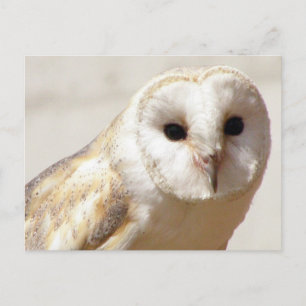 Snowy Barn Owl Postcard