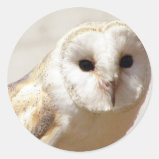 Snowy Barn Owl Stickers