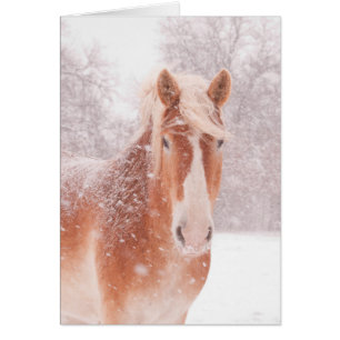 Snowy Belgian Draught Horse